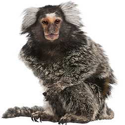 Common Marmoset Monkey